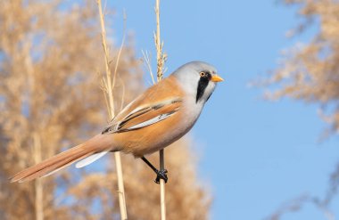 Sakallı reedling, Panurus biarmicus. Erkek bir kuş, bir nehir kıyısındaki sazlığa oturmuş, arka planda gökyüzüne karşı.