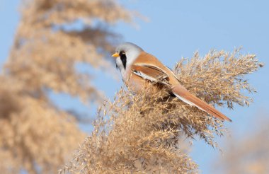 Sakallı reedling, Panurus biarmicus. Erkek bir kuş sazlığın üstünde oturur.