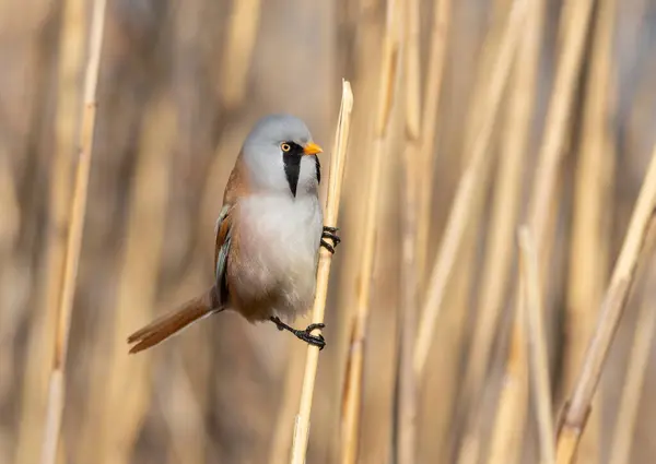 Sakallı reedling, Panurus biarmicus. Nehrin yanındaki sazlıklarda bir kuş oturuyor.