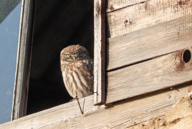 Küçük baykuş, Athene Noctua. Bir kuş ahşap bir evin penceresinde oturur.