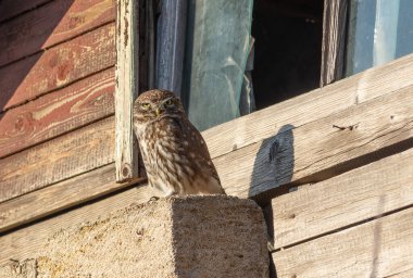 Küçük baykuş, Athene Noctua. Bir kuş eski bir eve oturur.