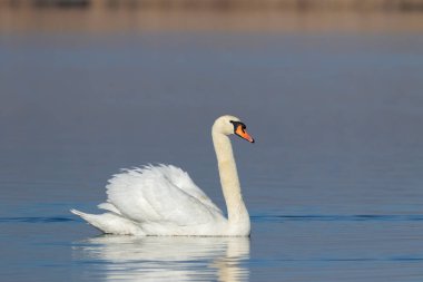 Dilsiz kuğu, Cygnus rengi. Sabahın erken saatlerinde bir kuş nehrin düz yüzeyinde yüzer..