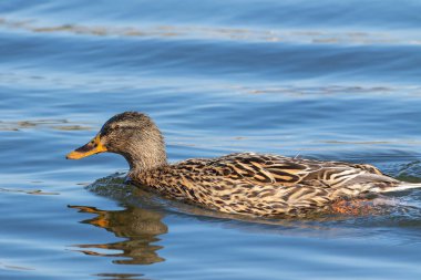 Mallard, Anas platyrhynchos. Bir bahar sabahı, bir dişi kuş nehir kıyısı boyunca yüzer.