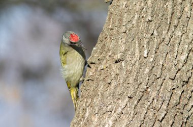 Gri başlı ağaçkakan, Picus canus. Ağacın kabuğunda av arayan bir kuş.