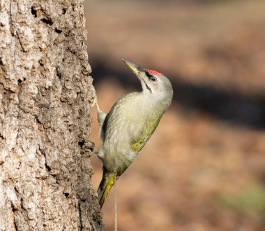 Gri başlı ağaçkakan, Picus canus. Bir ağacın gövdesinde bir kuş oturuyor.