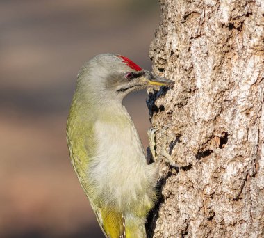 Gri başlı ağaçkakan, Picus canus Erkek kuş bir ağacın kabuğuna tutunur ve avını arar