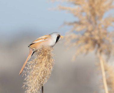 Sakallı reedling, Panurus biarmicus. Bir kuş sazlığın üstünde oturur ve yer.