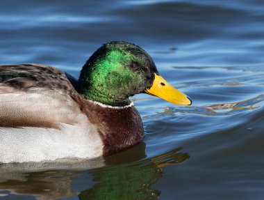 Mallard, Anas Platyrhynchos. Nehirde yüzen bir erkek kuş, yakın plan çekimleri yapıyor.
