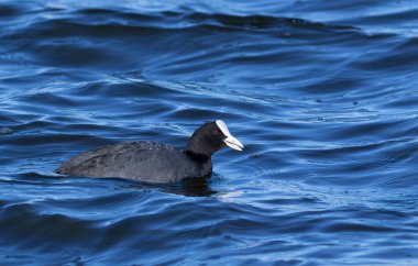 Avrasya tavuğu, Fulica atra. Sabahın erken saatlerinde, bir kuş nehirde yüzer.