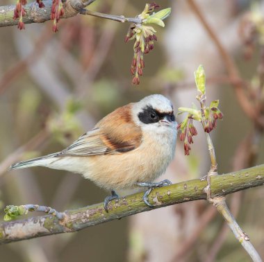 Eurasian penduline tit, Remiz pendulinus. A male bird sits on a tree branch