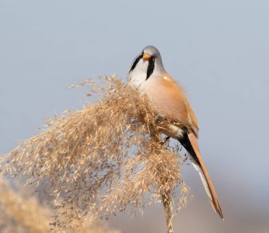 Sakallı reedling, Panurus biarmicus. Bir erkek kuş gökyüzünün arka planında bir sazlığın üzerinde oturur.