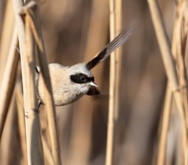 Eurasian penduline tit, Remiz pendulinus. A bird takes off from a reed thicket on the riverbank