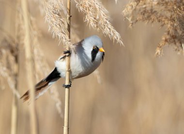 Sakallı reedling, Panurus biarmicus. Bir erkek kuş, bir nehir kıyısındaki sazlığa oturur.