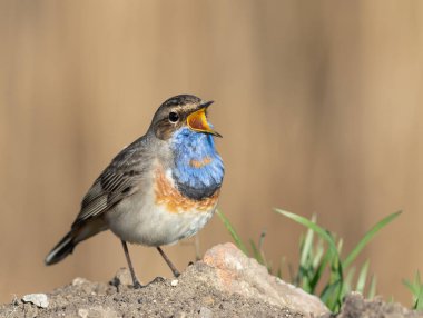 Bluethroat, Luscinia svecica. Bir erkek kuş nehrin kenarında yerde otururken şarkı söyler.