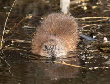 Muskrat, Ondatra zibethicus. Nehirde yüzen bir hayvan