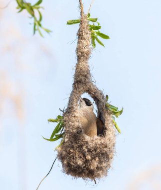 Eurasian penduline tit, Remiz pendulinus. A bird builds a nest