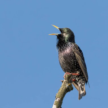 Hadi sığırcık, Sturnus vulgaris. Bir kuş bir dala oturur ve öter, öter, öter, diğer kuşları taklit eder