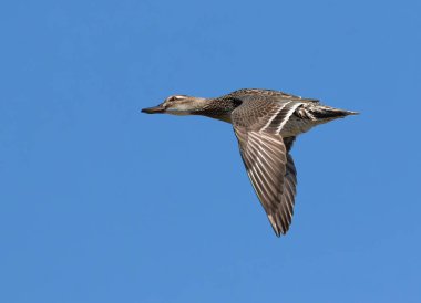 Garganey, Spatula querquedula. Dişi bir kuş mavi gökyüzüne karşı bir nehirde uçar.