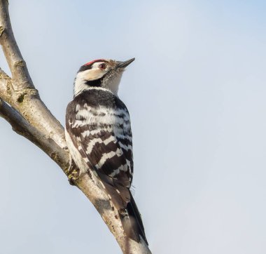 Küçük benekli ağaçkakan, Dryobates minör. Erkek kuş ağaçta oturur.