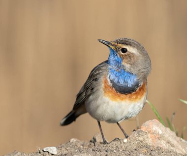 Bluethroat, Luscinia svecica. Bir erkek kuş yerde duruyor ve düz bir zemine bakıyor.