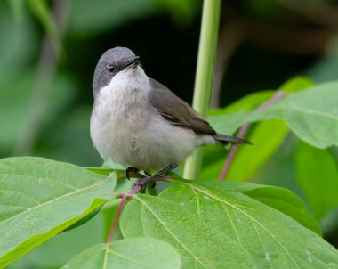 Daha az beyaz boğazlı, Sylvia Curruca. Bir dalda oturan bir kuş ötüyor