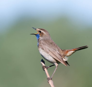 Bluethroat, Luscinia svecica. Şarkı söyleyen kuş bir dalda oturuyor