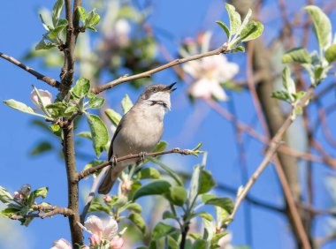 Daha az beyaz boğazlı, Sylvia Curruca. Bir kuş çiçek açan elma ağacının dalına oturur ve şarkı söyler.