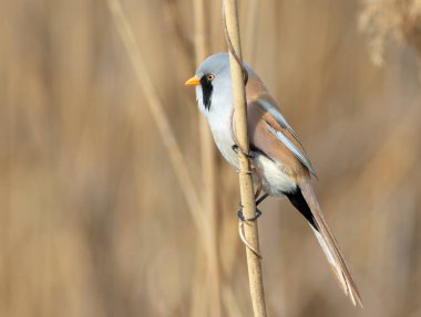 Sakallı reedling, Panurus biarmicus. Erkek bir kuş sazlığa oturur.
