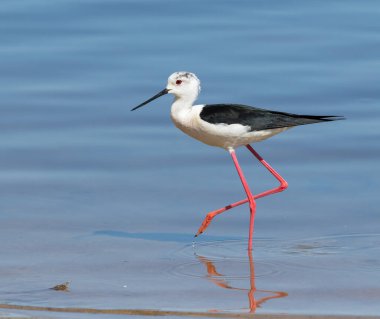 Kara kanatlı stil, Himantopus himantopus. Bir kuş nehir kıyısında yürüyor, avını arıyor.