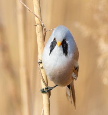 Sakallı reedling, Panurus biarmicus. Bir erkek kuş, bir nehir kıyısındaki sazlığa oturur ve lense doğru bakar.
