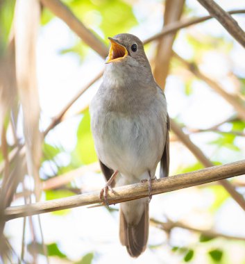 Thrush Nightingale, Luscinia Luscinia Luscinia. Bir kuş nehir kenarındaki sazlıklarda oturur ve şarkı söyler.