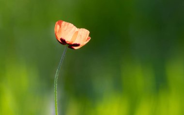 Yaygın gelincik, papaver rhoeas. Çiçek çok güzel güneş ışığı alıyor, çok güzel bir fon.