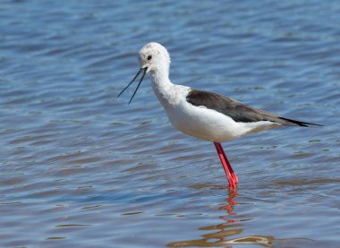 Kara kanatlı stil, Himantopus himantopus. Bir kuş gagası açık nehir kıyısında suyun içinde duruyor.