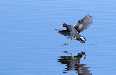 Yaygın bozkır tavuğu, Gallinula kloropusu. Bir kuş nehre iniyor.
