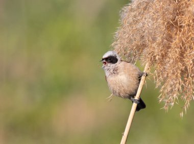 Eurasian penduline tit, Remiz pendulinus. A male bird sits on a reed stalk and sings, calling