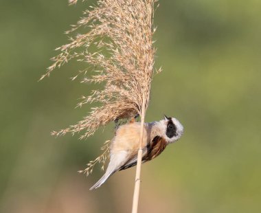 Eurasian penduline tit, Remiz pendulinus. A male bird perched on a reed stalk, beautiful flat background