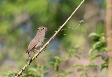 Thrush Nightingale, Luscinia Luscinia Luscinia. Erkek bir kuş nehrin yakınındaki bir sazlığa tünemiş şarkı söyler.