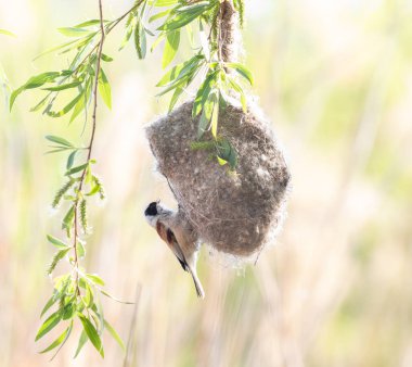 Eurasian penduline tit, Remiz pendulinus. The male bird sits on the nest and calls out