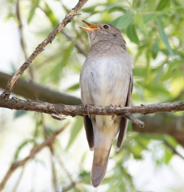Thrush Nightingale, Luscinia Luscinia Luscinia. Bir kuş bir ağaç dalına oturur ve şarkı söyler