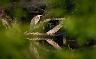 Mor balıkçıl, Ardea Purpurea. Gölette yatan ağaç gövdesine bir kuş oturur.