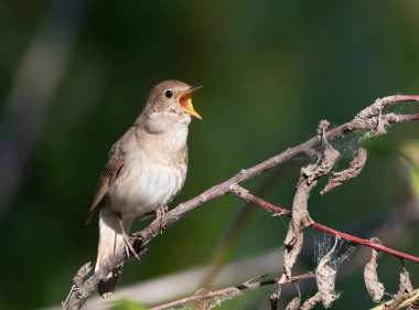 Thrush Nightingale, Luscinia Luscinia Luscinia. Bir kuş bir dala oturur ve şarkı söyler, güzel bir arka plan.