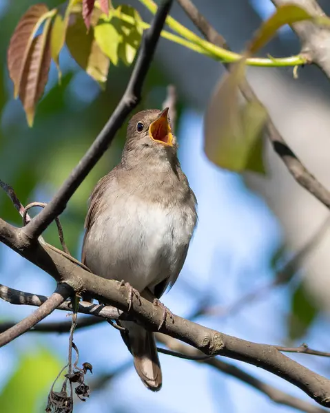 Thrush Bülbülü, Luscinia Luscinia Luscinia. Bir kuş bir dala oturur ve şarkı söyler