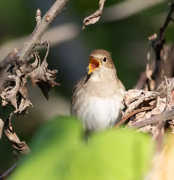 Thrush Nightingale, Luscinia Luscinia Luscinia. Bir kuş çalılıkta oturur ve şarkı söyler