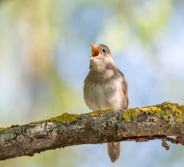 Thrush Nightingale, Luscinia Luscinia Luscinia. Bulanık bir arka planda güzel bir dalda oturan bir kuş ötüyor.