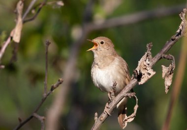 Thrush Nightingale, Luscinia Luscinia Luscinia. Bir dalda oturan bir kuş ötüyor