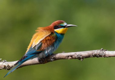 Avrupalı arı yiyici, merops apiaster. Bir kuş güzel bir arka planda bir dala oturur.