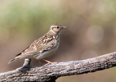 Woodlark, Lullula Arborea 'da. Bir kuş güzel bir arka planda bir dala oturur.