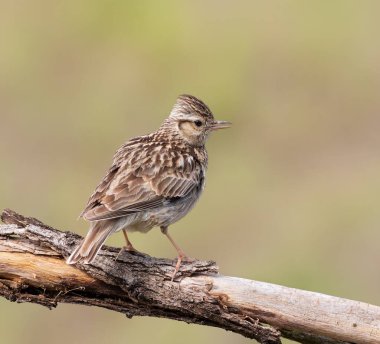 Woodlark, Lullula Arborea 'da. Bir kuş bir dala oturur ve şarkı söyler.