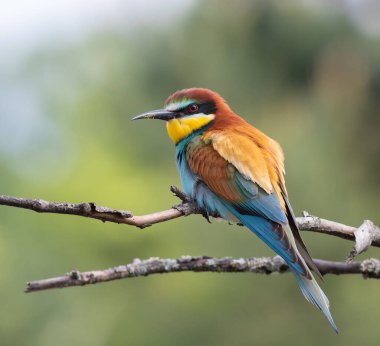 Avrupalı arı yiyici, merops apiaster. Güneşli bir sabahta güzel bir arka planda bir dalda oturan bir kuş.