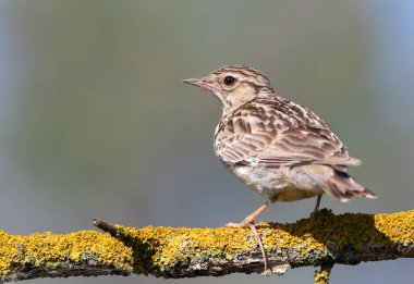 Woodlark, Lullula Arborea 'da. Bir kuş bulanık bir arka planda güzel bir dala oturur.